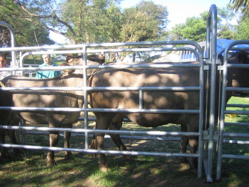 vacas (14)  FOTOS IMAGENES
